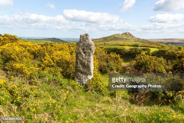 Weathered standing stone Celtic cross with flowering gorse, granite Sharp Tor in background, Dartmoor, Devon, England, UK.