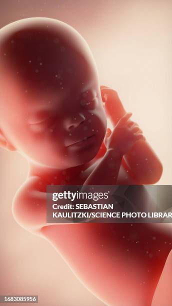Week 30 Fetal Development Week Photos and Premium High Res Pictures - Getty Images