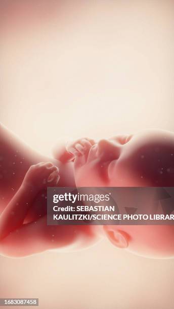 foetus at week 36, illustration - calendar date stock illustrations