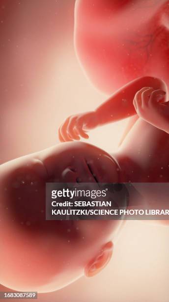 foetus at week 38, illustration - umbilical cord stock illustrations