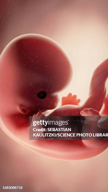 foetus at week 8, illustration - umbilical cord stock illustrations