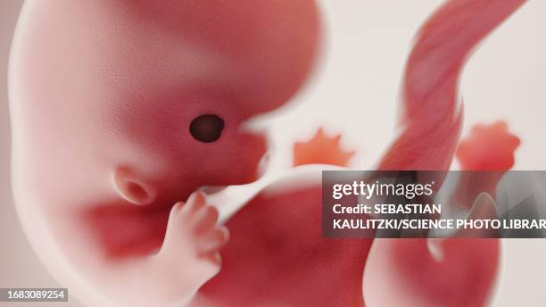 foetus at week 8, illustration - week stock illustrations