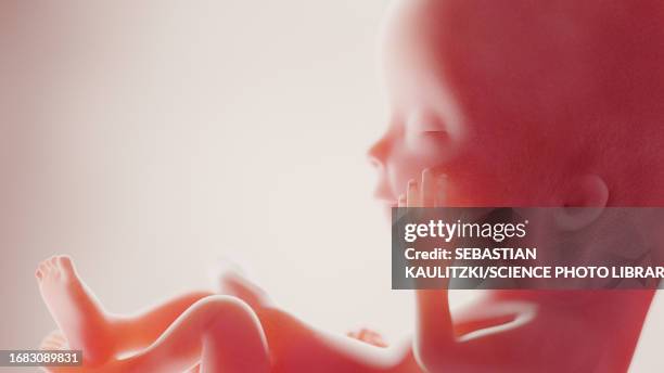 foetus at week 12, illustration - umbilical cord stock illustrations