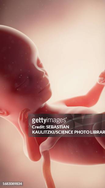 foetus at week 14, illustration - umbilical cord stock illustrations