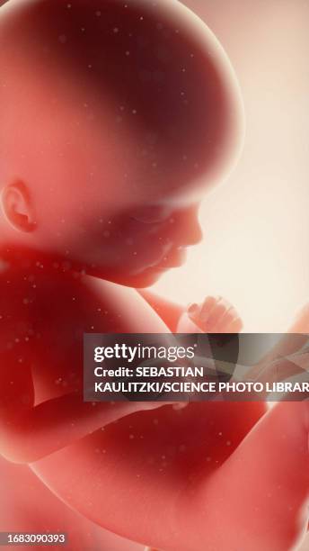 foetus at week 17, illustration - umbilical cord stock illustrations