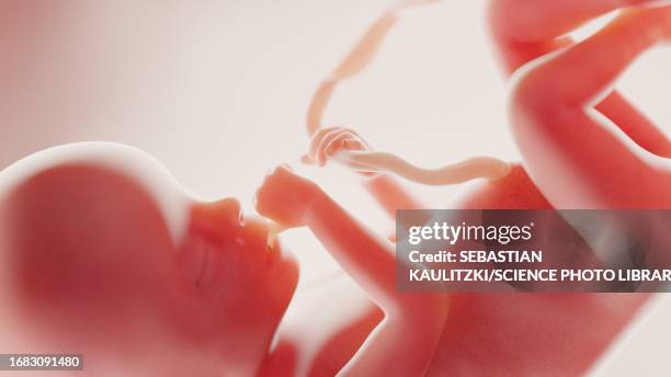 foetus at week 20, illustration - 20 week foetus stock illustrations