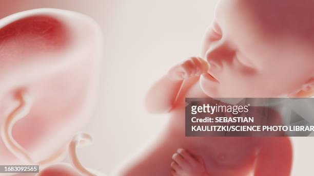 foetus at week 34, illustration - umbilical cord stock illustrations