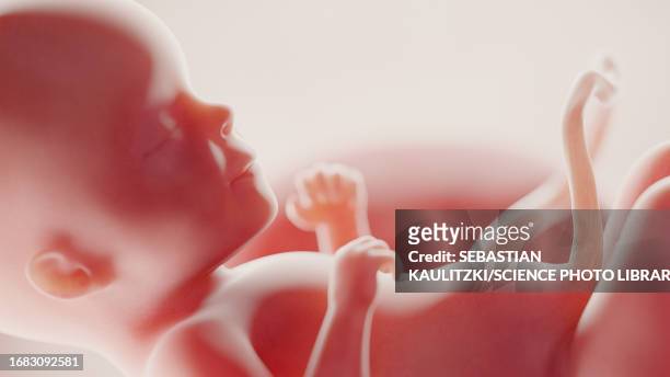 foetus at week 26, illustration - umbilical cord stock illustrations