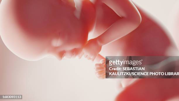 foetus at week 28, illustration - umbilical cord stock illustrations