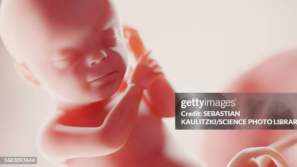 Week 30 67 30 Week Foetus Stock Photos, High-Res Pictures, and Images - Getty ...