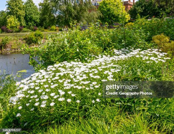 Shasta daisy, ox-eye daisies 'Leucanthemum superbum',Redisham Hall gardens, Redisham, Suffolk, England, UK.