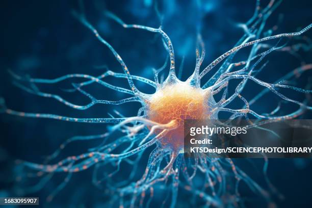 nerve cell, illustration - dendrite stock illustrations