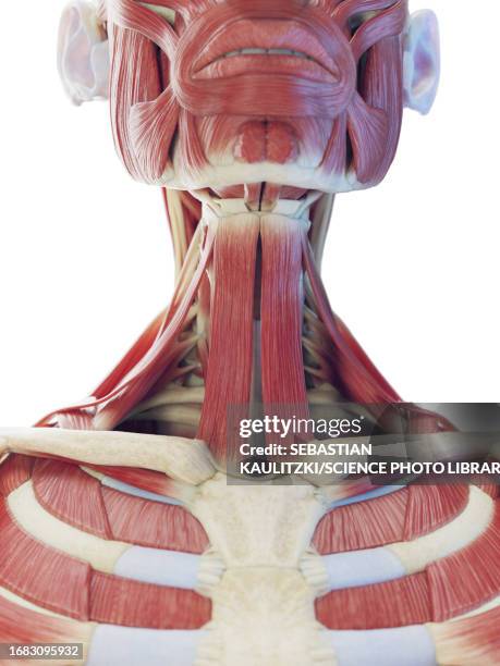 Extra Neck Ribs 1,926 Ribs Human Anatomy Stock Photos, High-Res Pictures, and Images ...