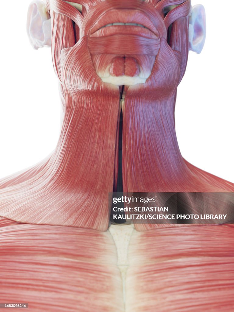 Neck Ropes Muscle Neck Muscles Illustration High-Res Vector Graphic - Getty Images