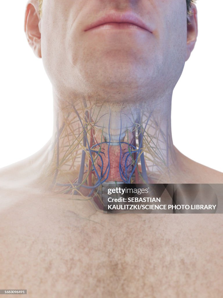 Neck Anatomy Illustration High Biology Diagrams