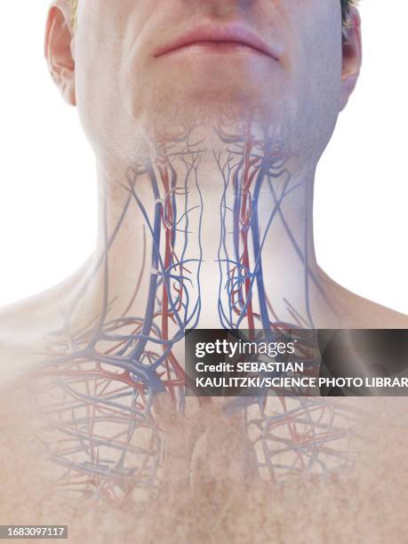 vascular system of the neck, illustration - human vein stock illustrations