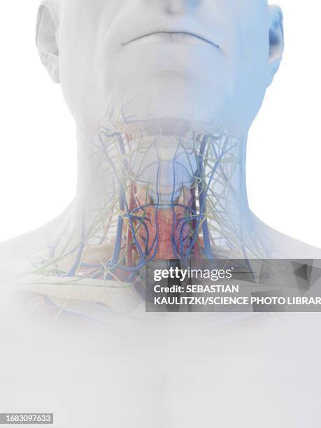 stockillustraties, clipart, cartoons en iconen met neck anatomy, illustration - halsader