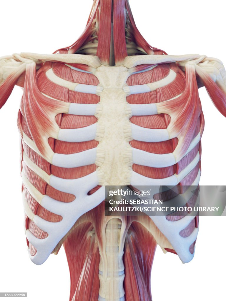 Muscular system of the torso, illustration