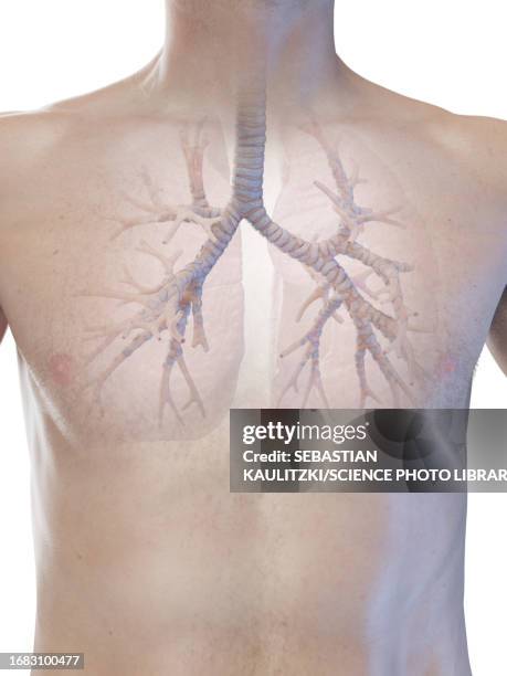 bronchi, illustration - bronchus stock illustrations