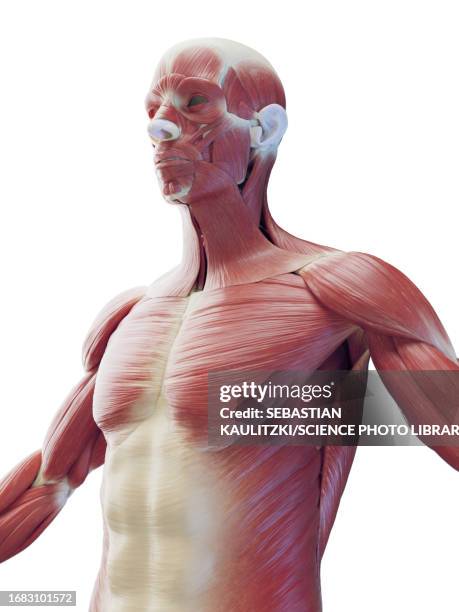 Musclare 2,332 System Muscular 3d Stock Photos, High-Res Pictures, and Images ...