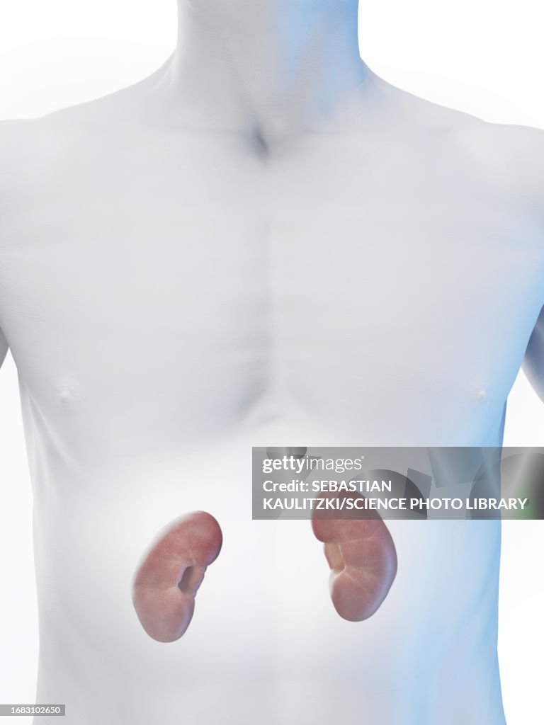 Empty Kidneys Kidneys Illustration High-Res Vector Graphic - Getty Images
