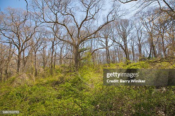 Groton Tree Inventory Groton Wood Photos and Premium High Res Pictures - Getty Images
