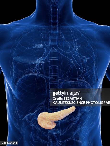 pancreas, illustration - insulin stock illustrations