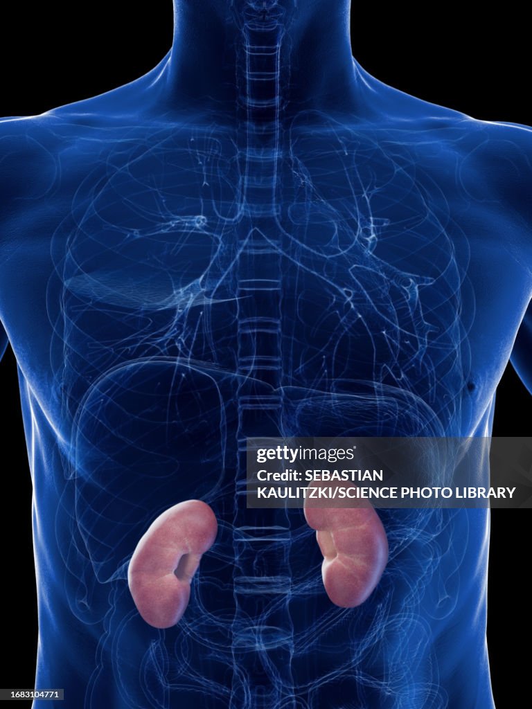 Empty Kidneys Kidneys Illustration High-Res Vector Graphic - Getty Images