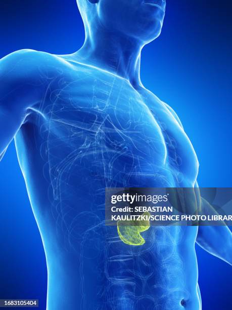 pancreas, illustration - insulin stock illustrations