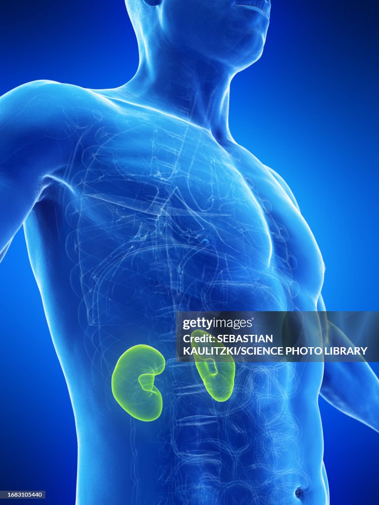 Kidney Base Kidneys Illustration High-Res Vector Graphic - Getty Images