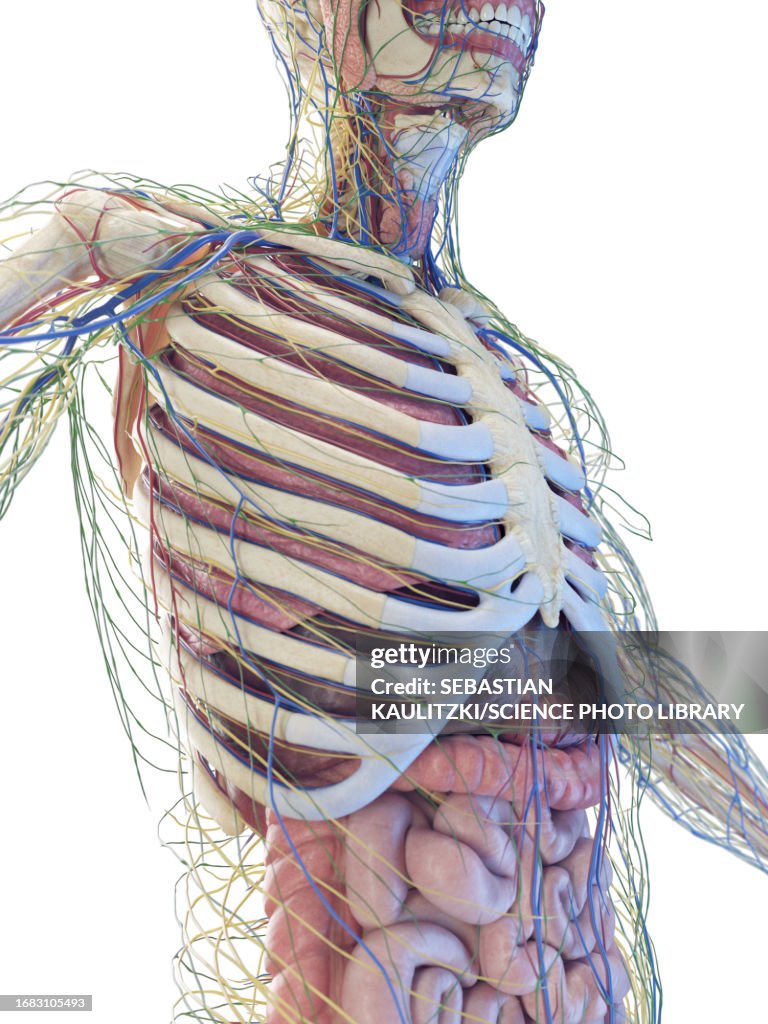 Torso Def Torso Anatomy Illustration High-Res Vector Graphic - Getty Images