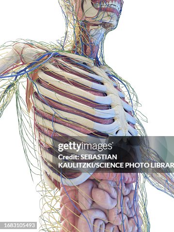 Torso Anatomy Illustration High Biology Diagrams