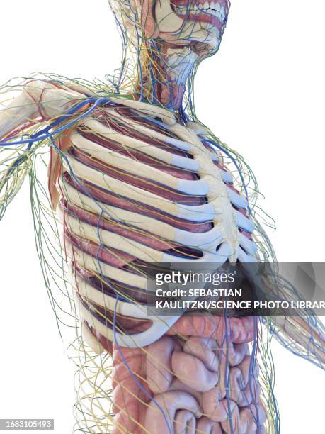 torso anatomy, illustration - rib cage stock illustrations