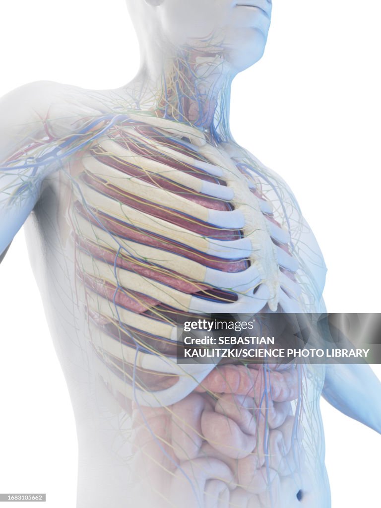 Torso Def Torso Anatomy Illustration High-Res Vector Graphic - Getty Images