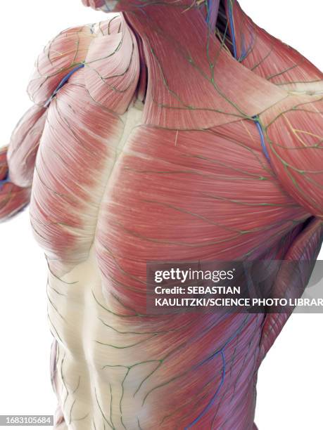Mu Muscle System 2,332 System Muscular 3d Stock Photos, High-Res Pictures, and Images ...