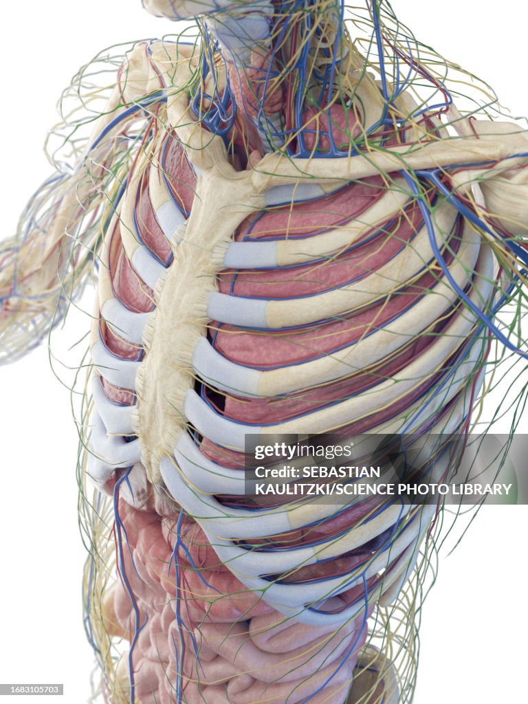 Torso Anatomy Illustration High Biology Diagrams