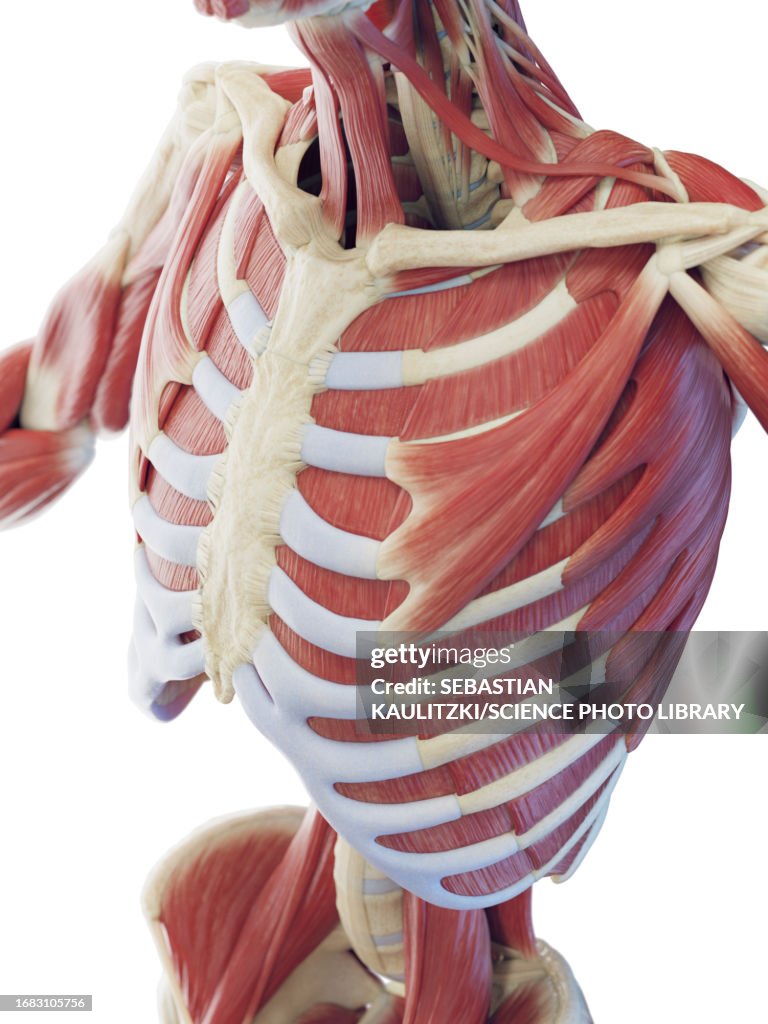 Muscular system of the torso, illustration