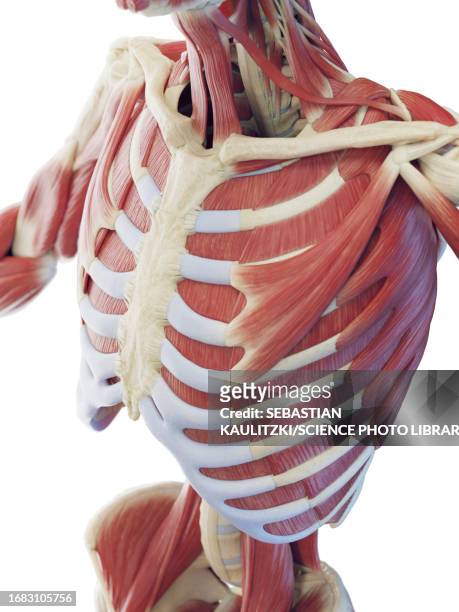 muscular system of the torso, illustration - thorax stock illustrations