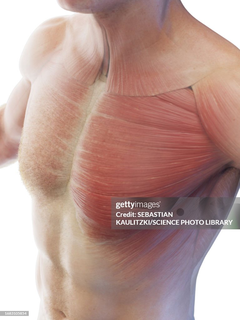 Muscular System Of The Chest Illustration High-Res Vector Graphic ...