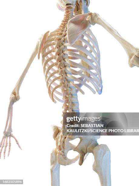 bildbanksillustrationer, clip art samt tecknat material och ikoner med skeletal system, illustration - rib cage