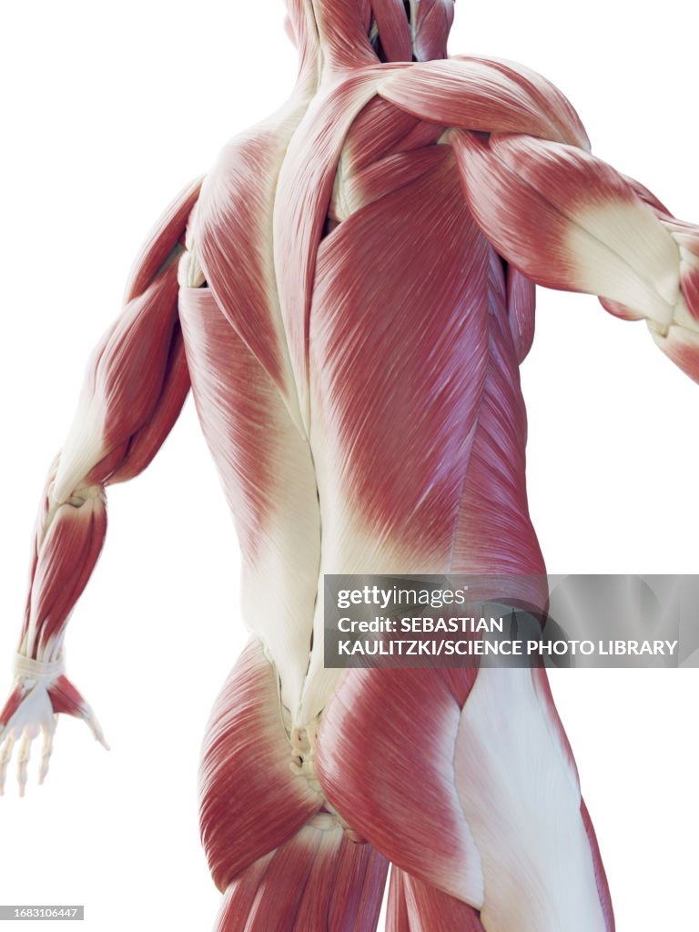 Work System Back Muscular System Of The Back Illustration High-Res Vector Graphic ...