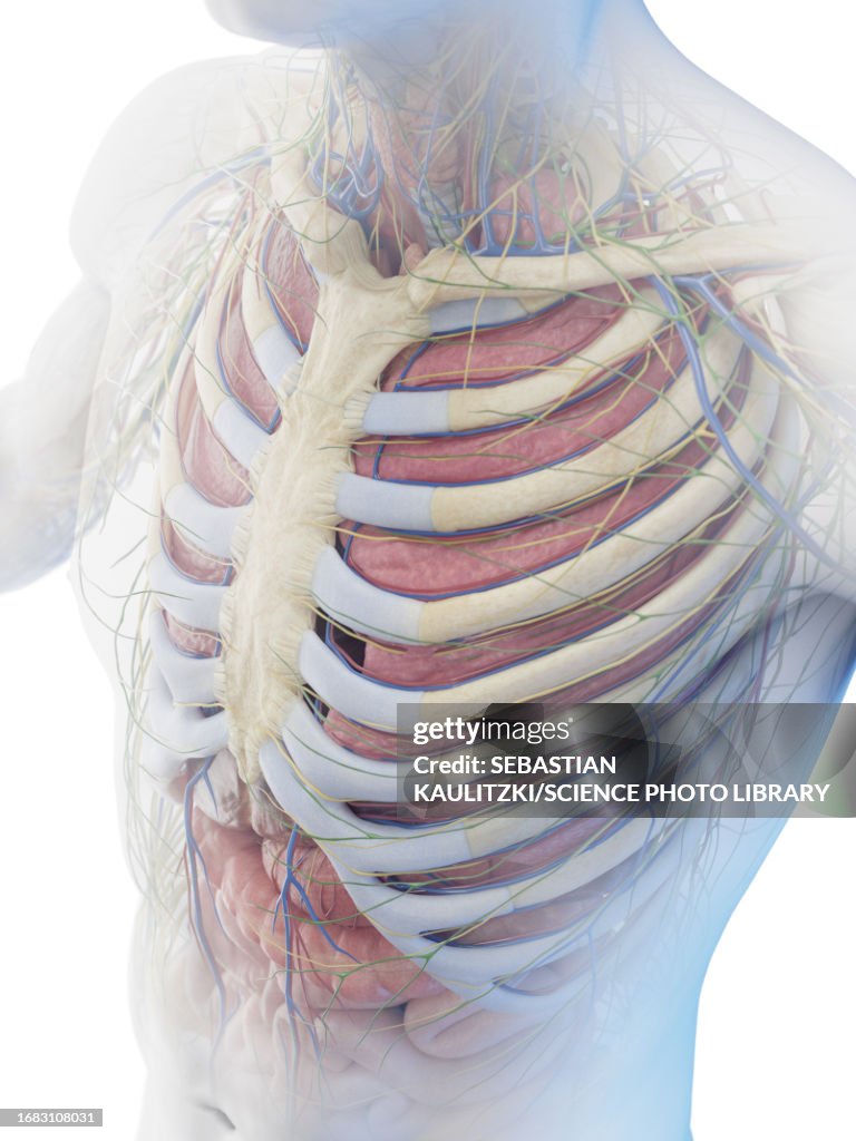 Torso Anatomy Illustration High Biology Diagrams