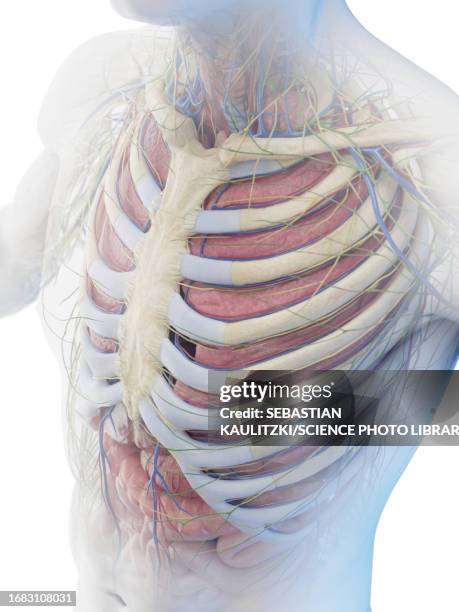 477 Large Rib Cage Stock Photos, High-Res Pictures, and Images - Getty  Images