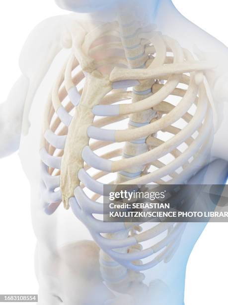 skeletal system of the torso, illustration - clavicle stock illustrations