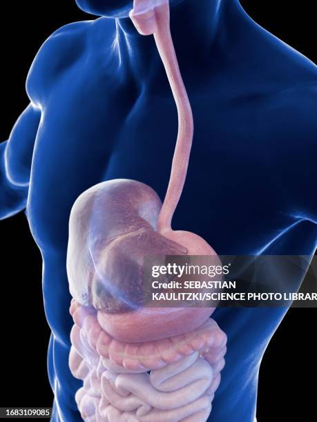 digestive system, illustration - big and small stock illustrations