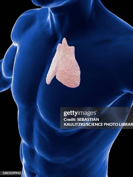 thymus gland, illustration - thymus stock illustrations