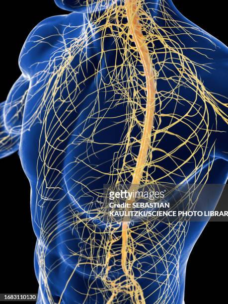 ilustrações, clipart, desenhos animados e ícones de nervous system, illustration - central nervous system