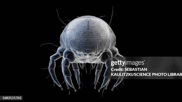 dust mite, illustration - invertebrate stock illustrations
