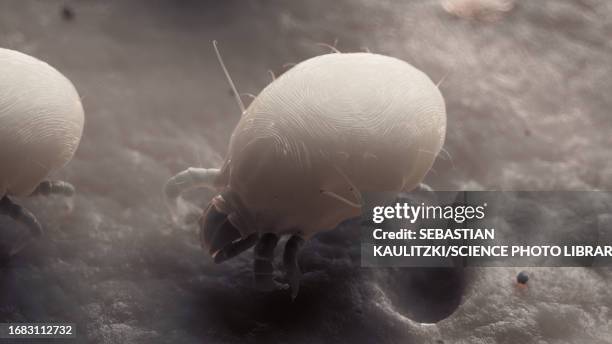 illustrazioni stock, clip art, cartoni animati e icone di tendenza di dust mites, illustration - acaro