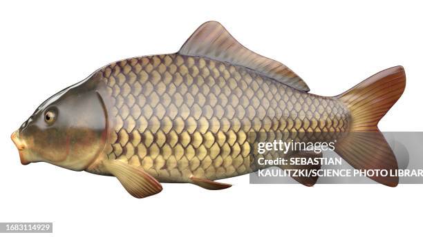 fish anatomy, illustration - fish skeleton stock illustrations